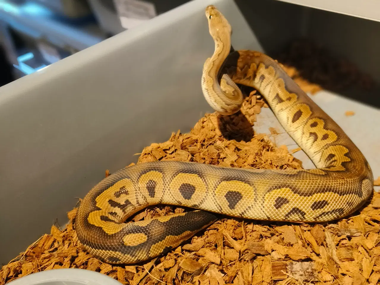 Billede 1 - Konge Python Black Pastel Clown