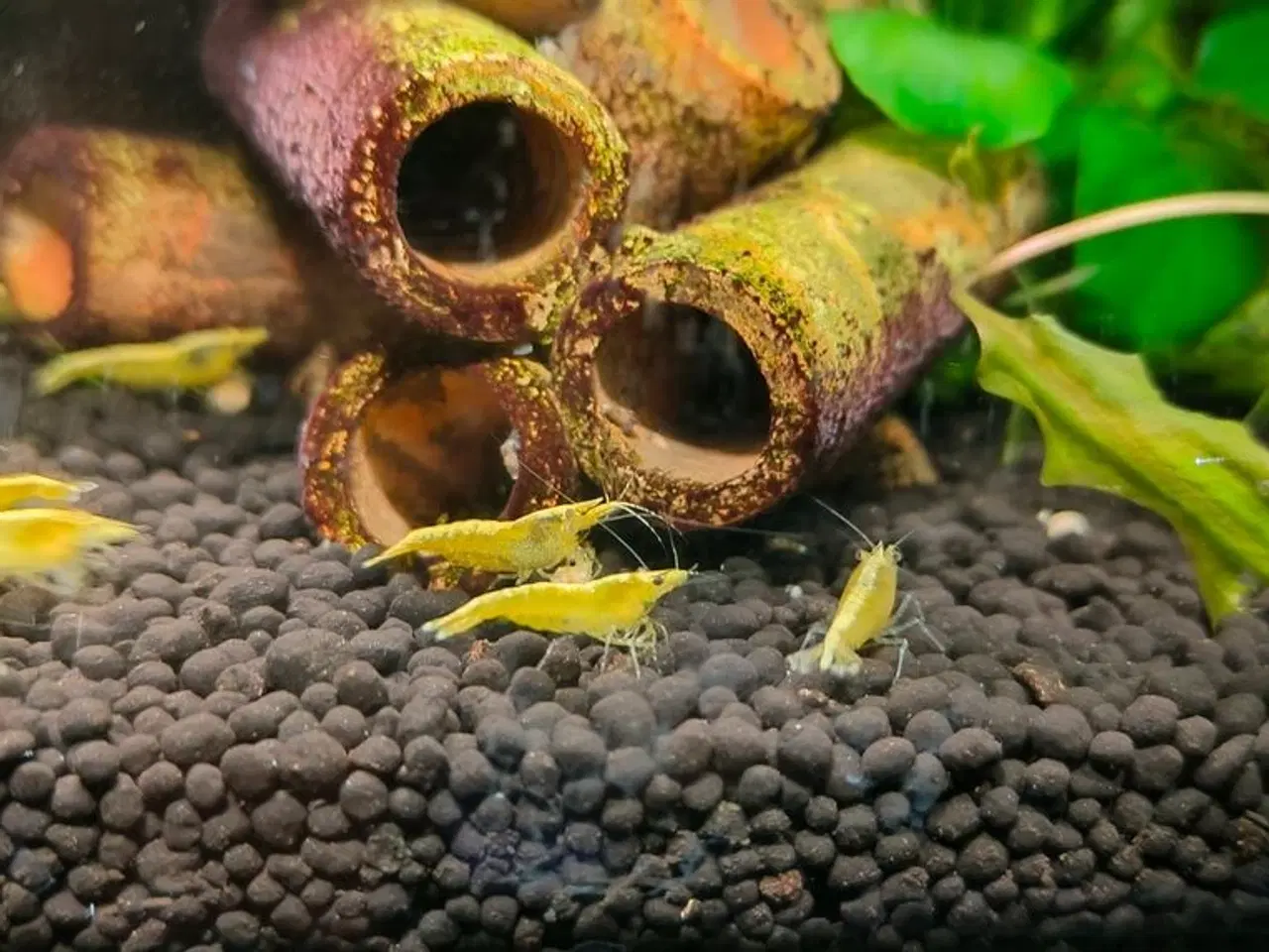 Billede 2 - Neocaridina sp. yellow rejer