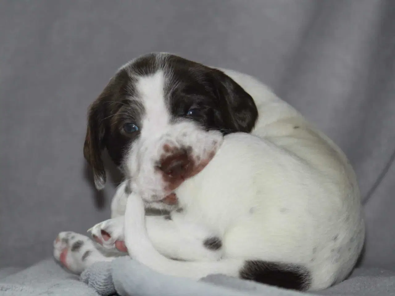 Billede 4 - Dansk svensk gårdhund/Ft. Cocker spaniel