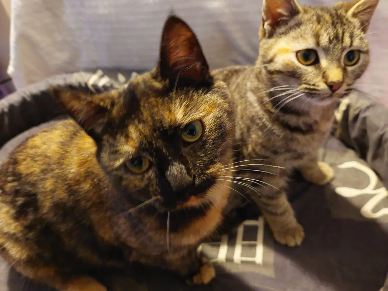 Billede 1 - Seng til Katte /Hunde