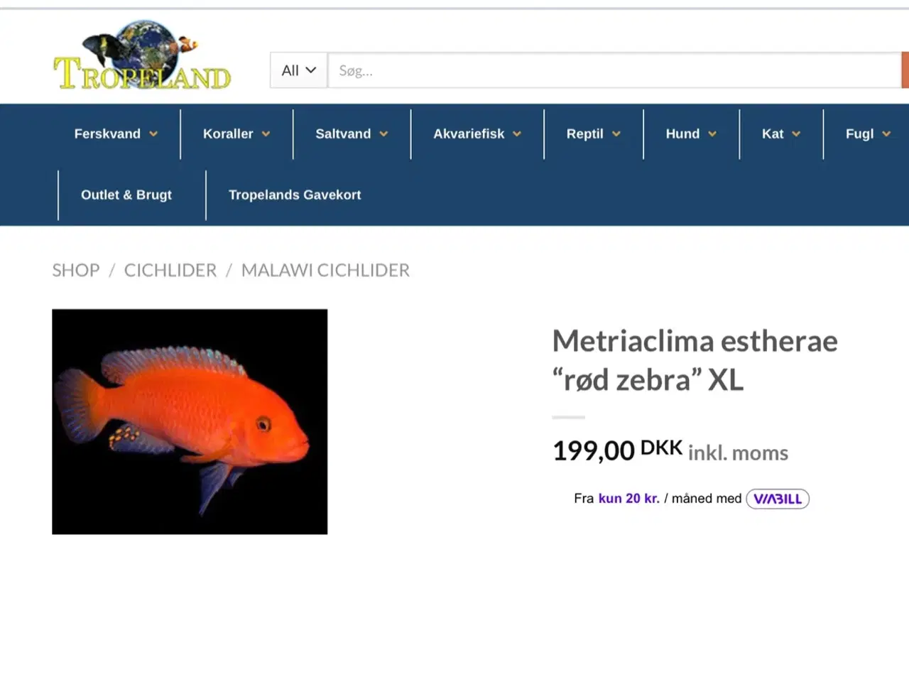 Billede 6 - Malawi super Red zebra utrolig smukke