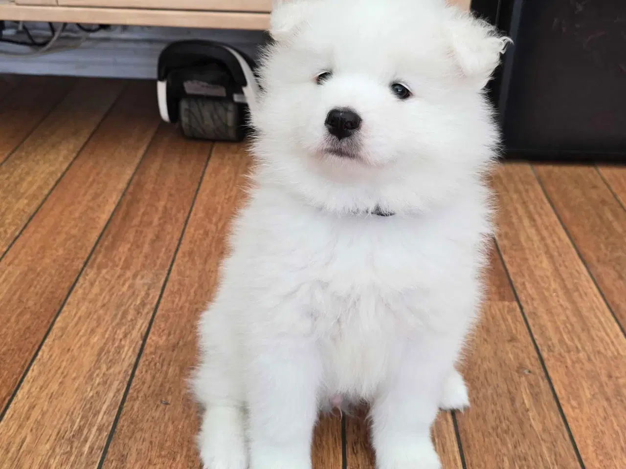 Billede 4 - Samojede hvalp