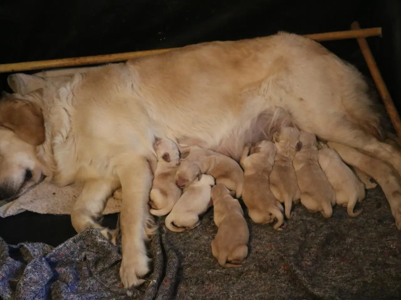 Billede 7 - Verdens smukkeste Golden Retriever hvalpe