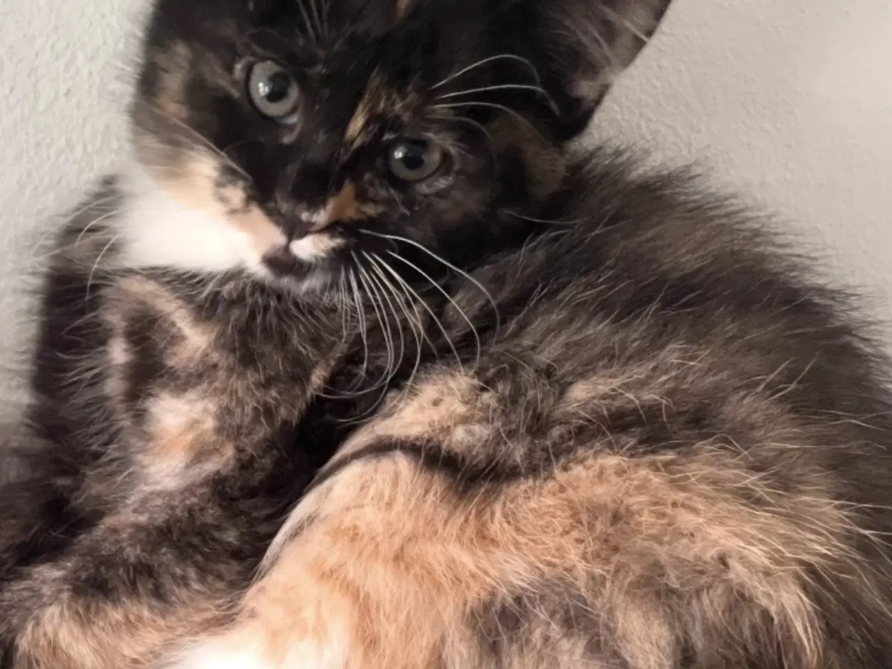 Billede 4 - Maine coon blanding