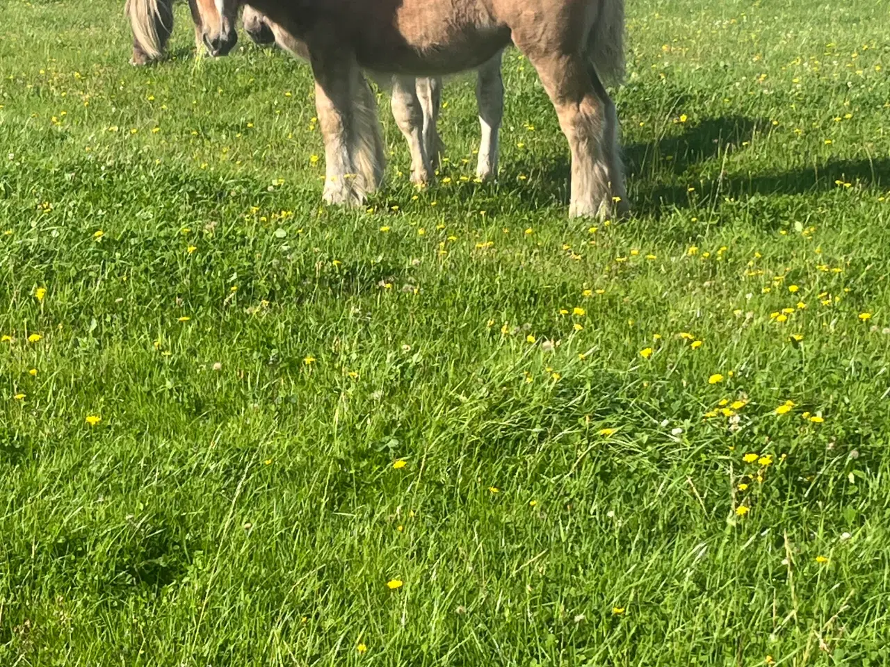 Billede 3 - Jyde hoppeføl