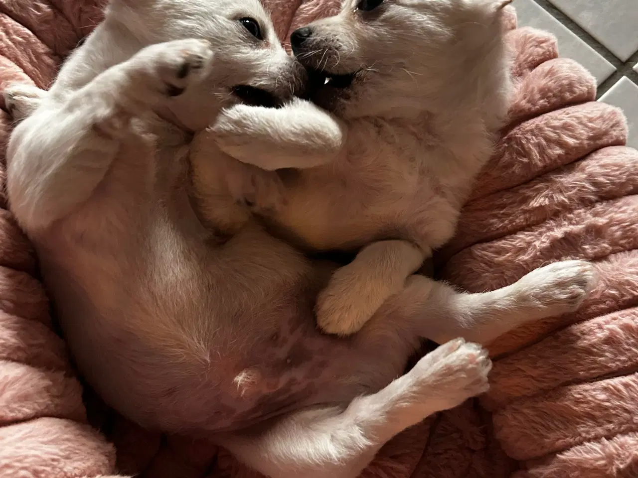 Billede 7 - Bichon frise/chihuahua/malteser hvalpe