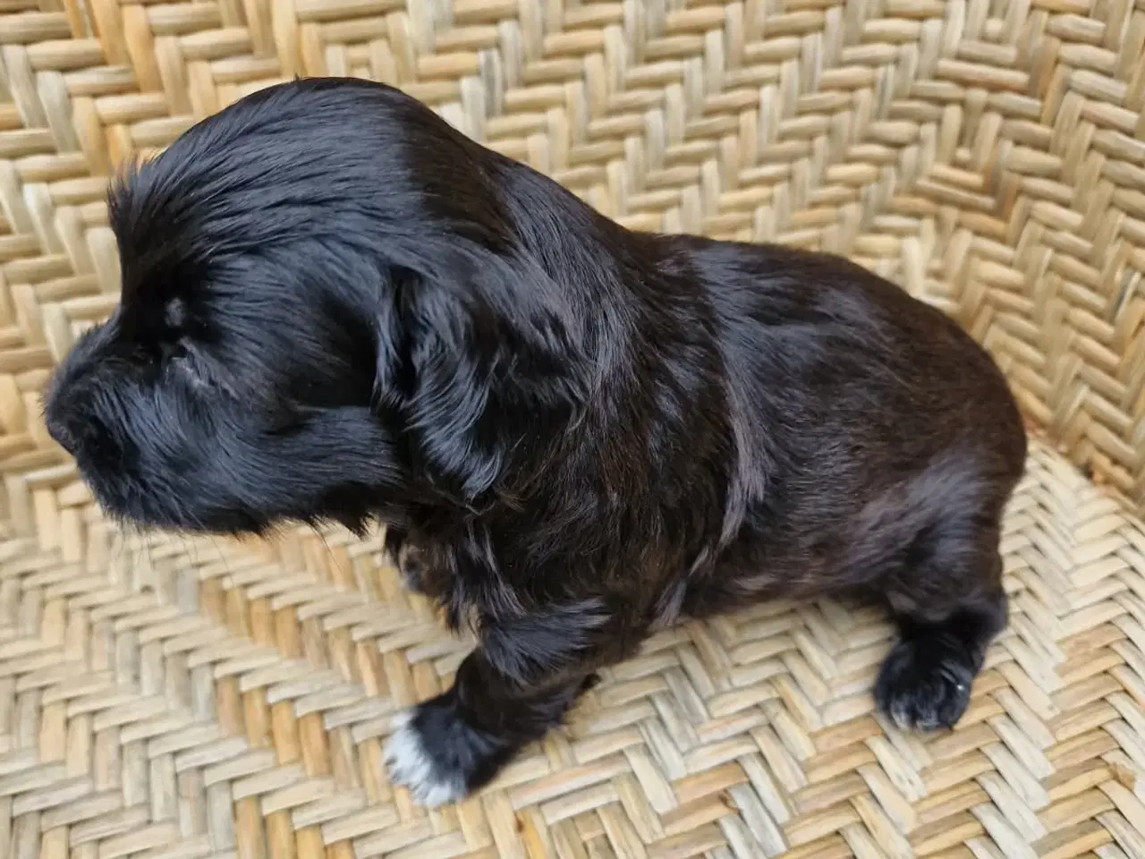Billede 7 - Bichon Havanais hvalpe med DKK stamtavle