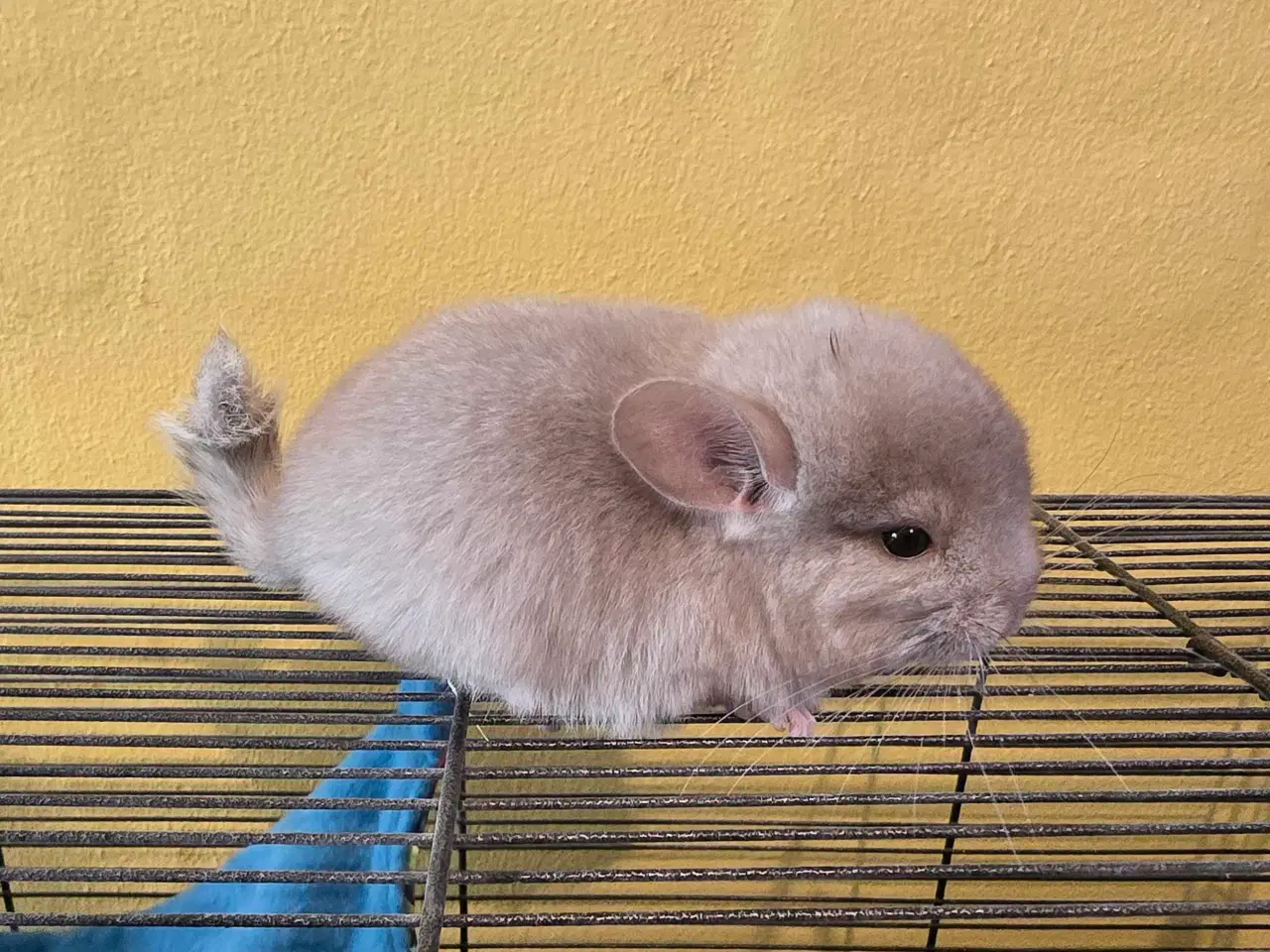 Billede 1 - Chinchilla unge