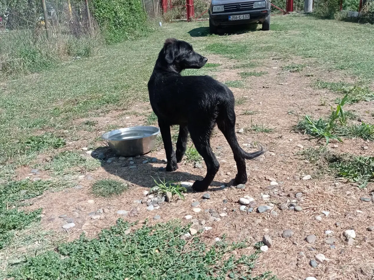 Billede 8 - Astrid -  hvalp med appetit på livet