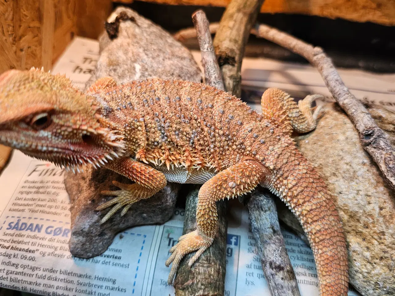 Billede 11 - HASTER skægagame unger 3 mdr gamle 😊