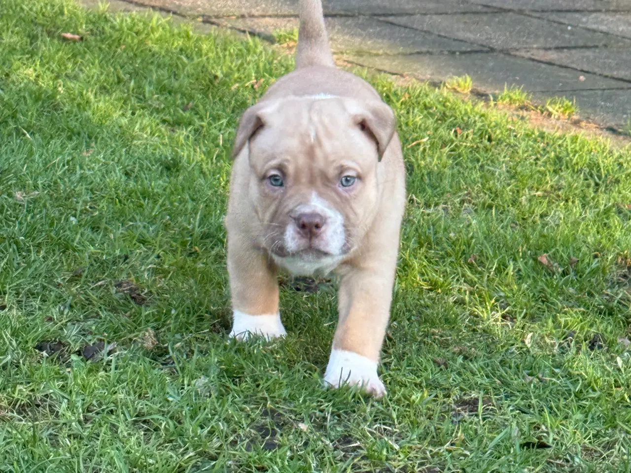 Billede 2 - American Bully Hvalpe