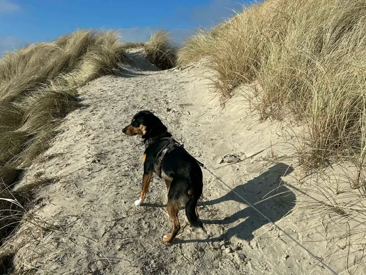 Billede 14 - Søde Charlie til omplacering