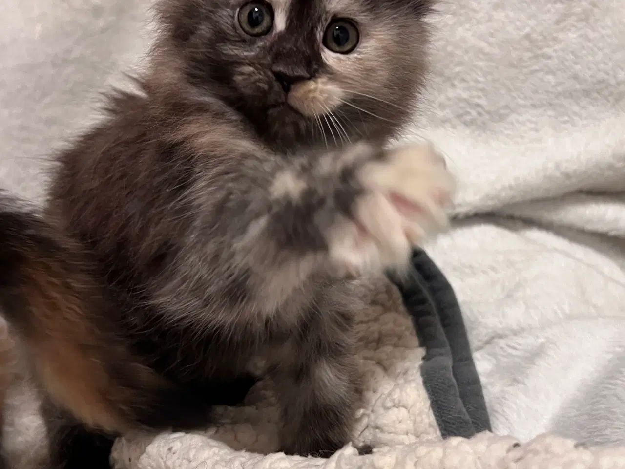 Billede 8 - Mainecoon killing 