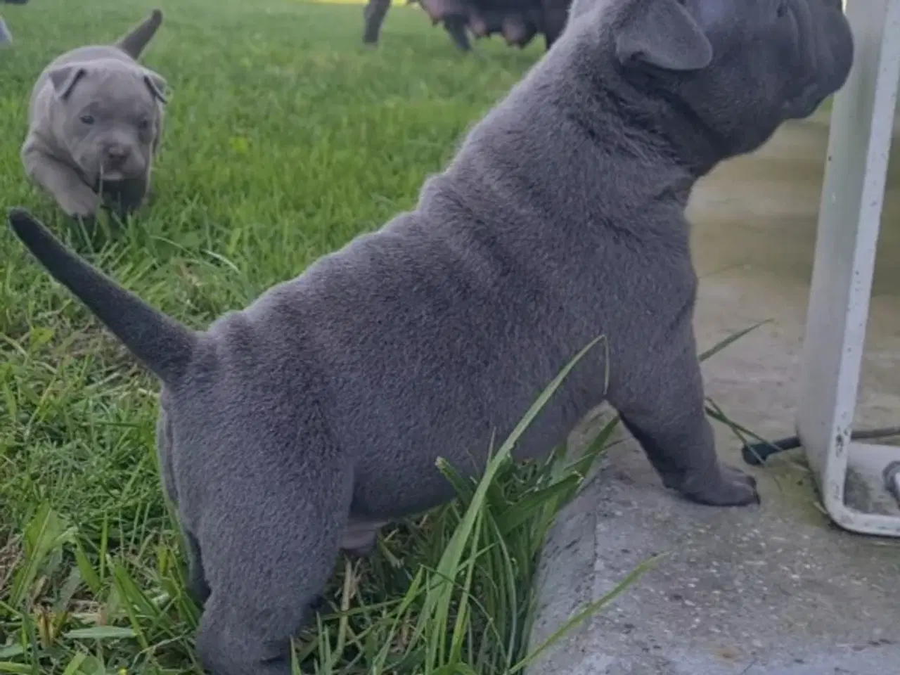 Billede 3 - Dreng American Bully Pocket Blu