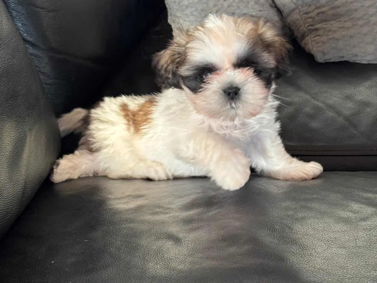 Billede 3 - Shih-Tzu hvalp ægte