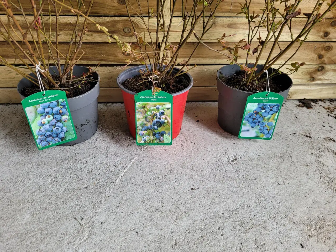Billede 3 - Blåbær 3 stk