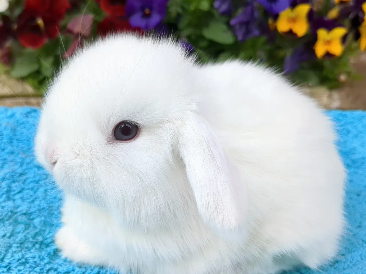 Billede 3 - Minilop kaninunge sælges 