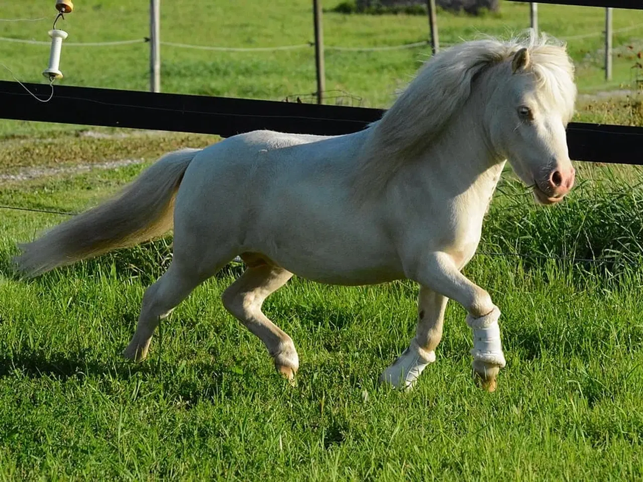 Billede 6 - Mini Shetlænder leases eller byttes i avlssæson 