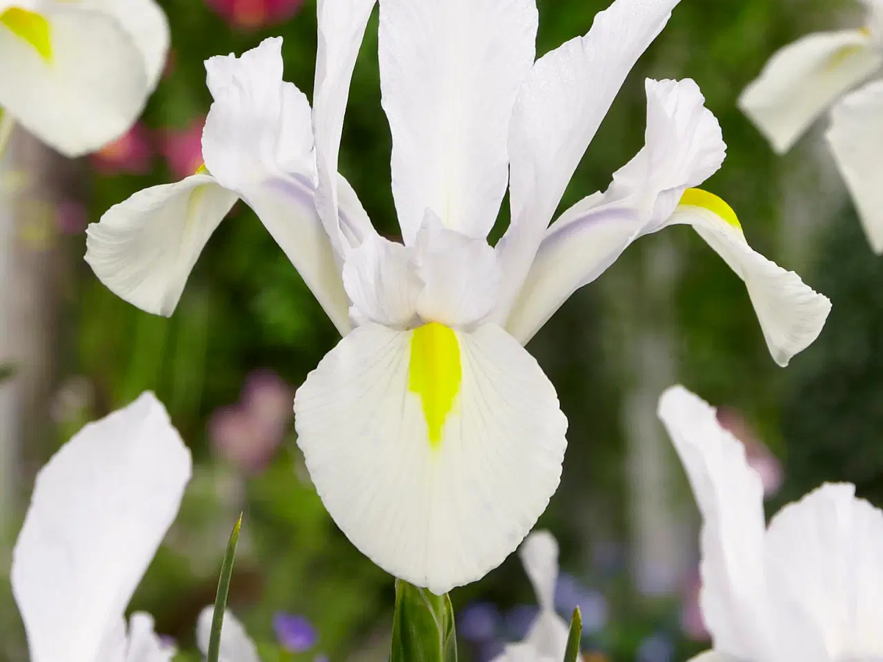 Billede 2 - UDSALG “Iris i 4 smukke farver” 100 stk / 100 kr