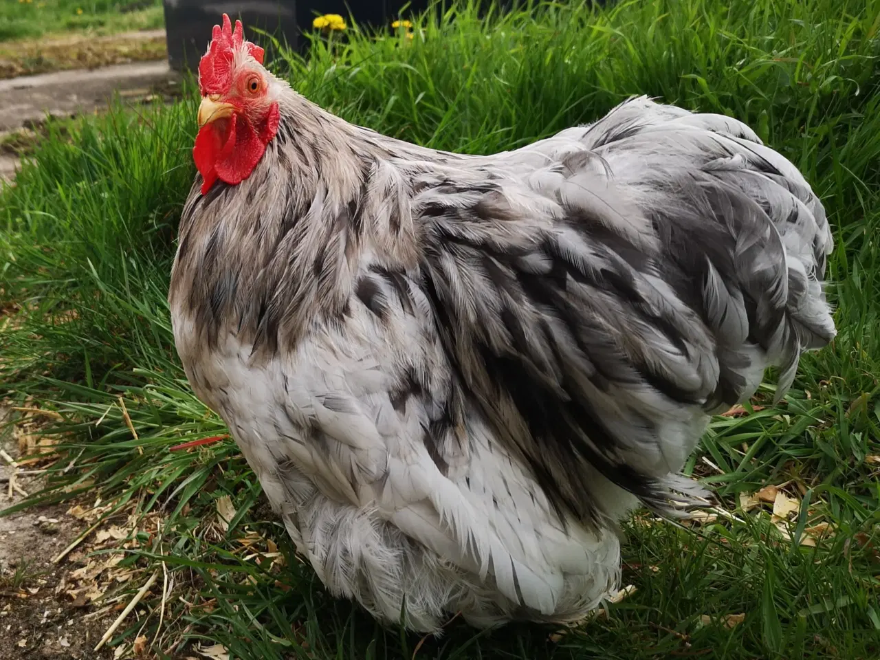 Billede 6 - Dværg kochin høner og haner