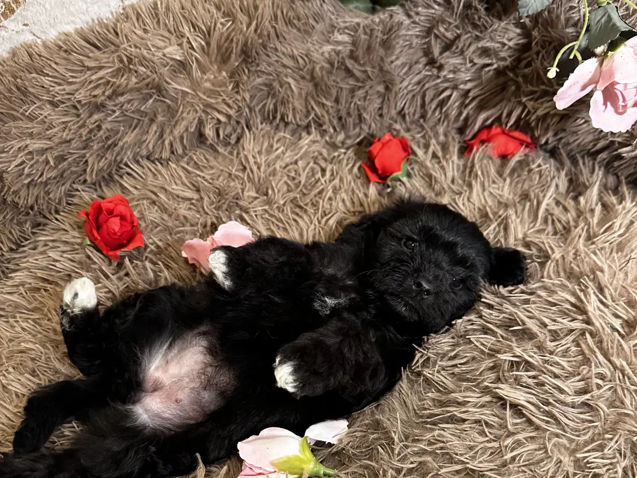 Billede 14 - Cavapoo F2B 