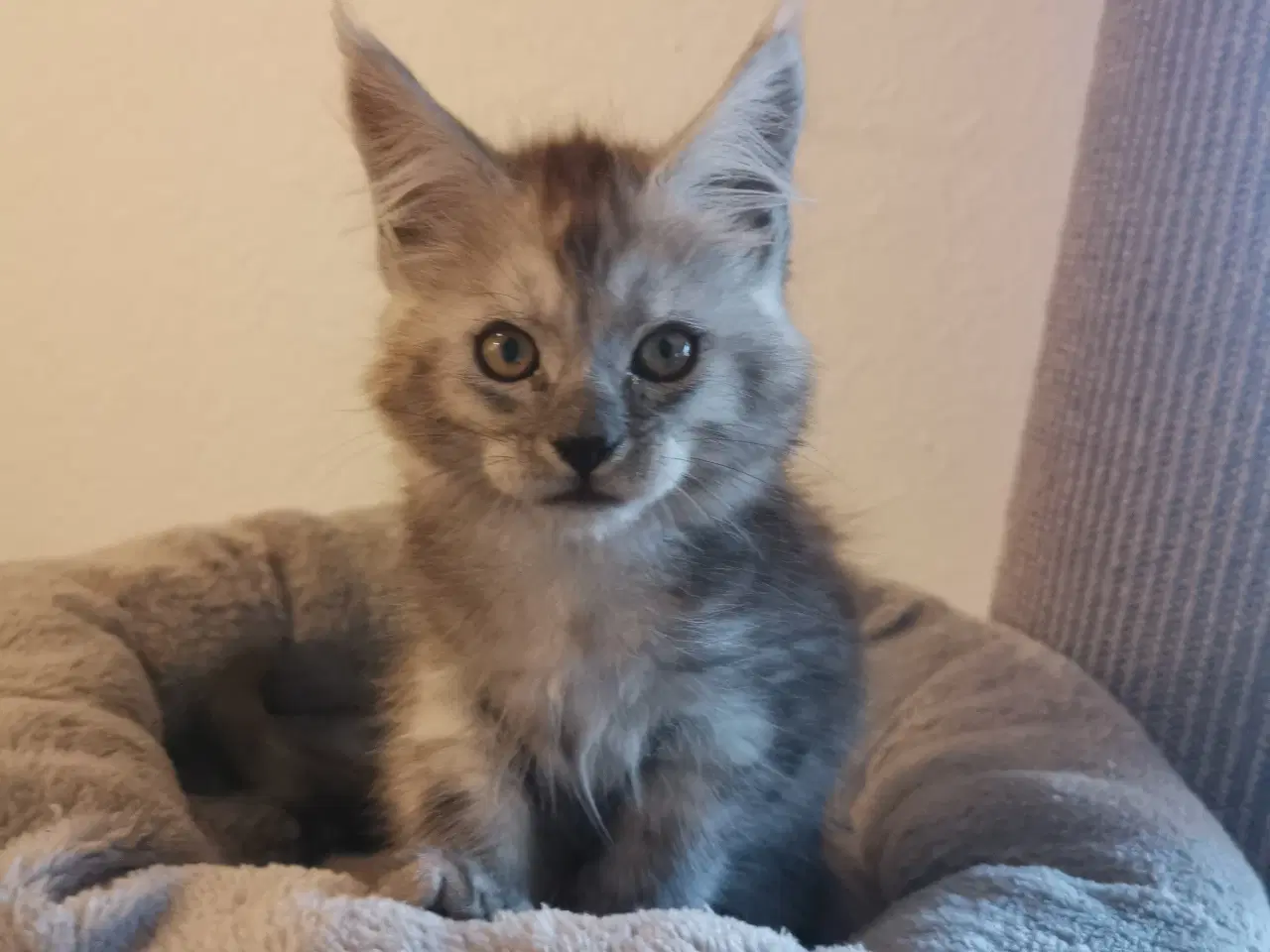 Billede 2 - Mainecoon dreng 