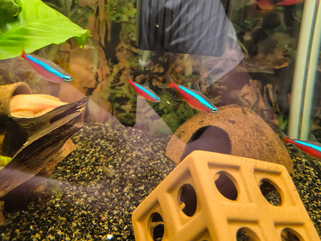 Billede 2 - 4 stk Neonfisk 