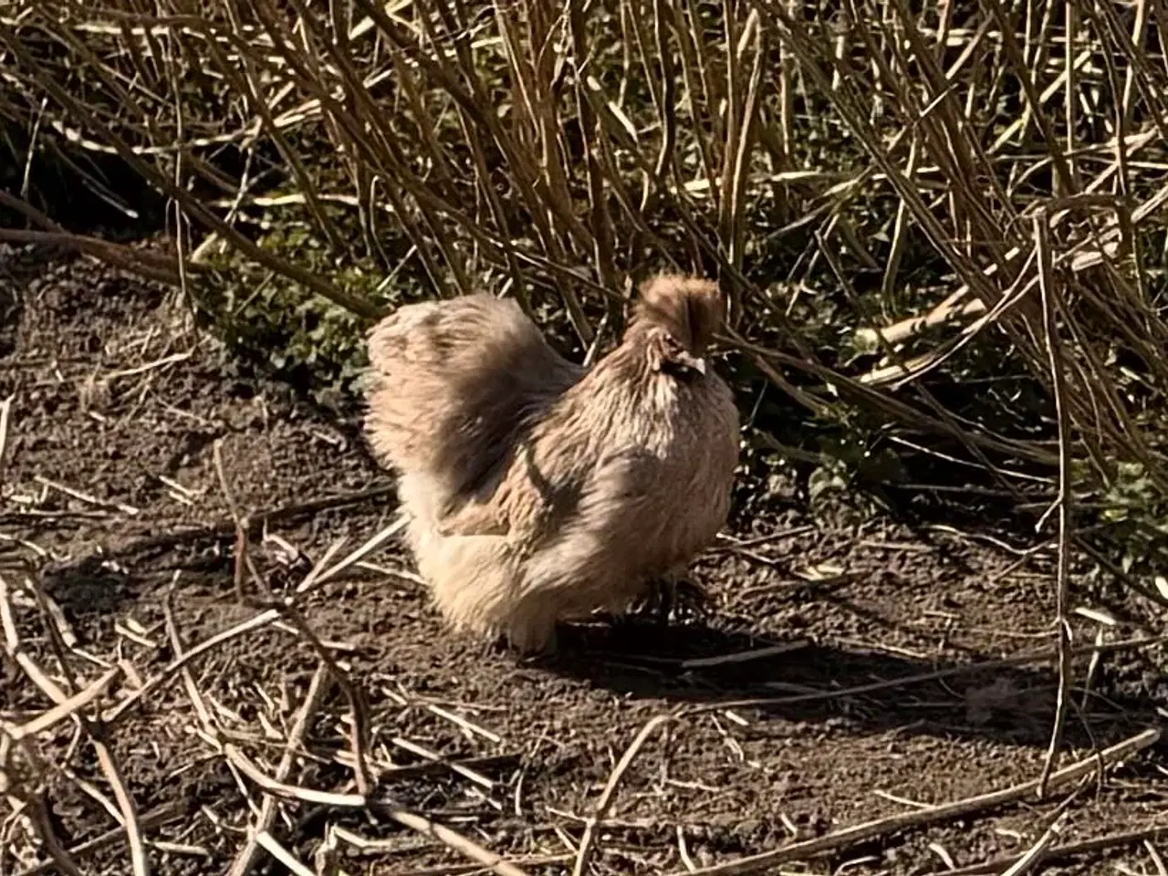 Billede 4 - 5 mellem store flotte silke høns