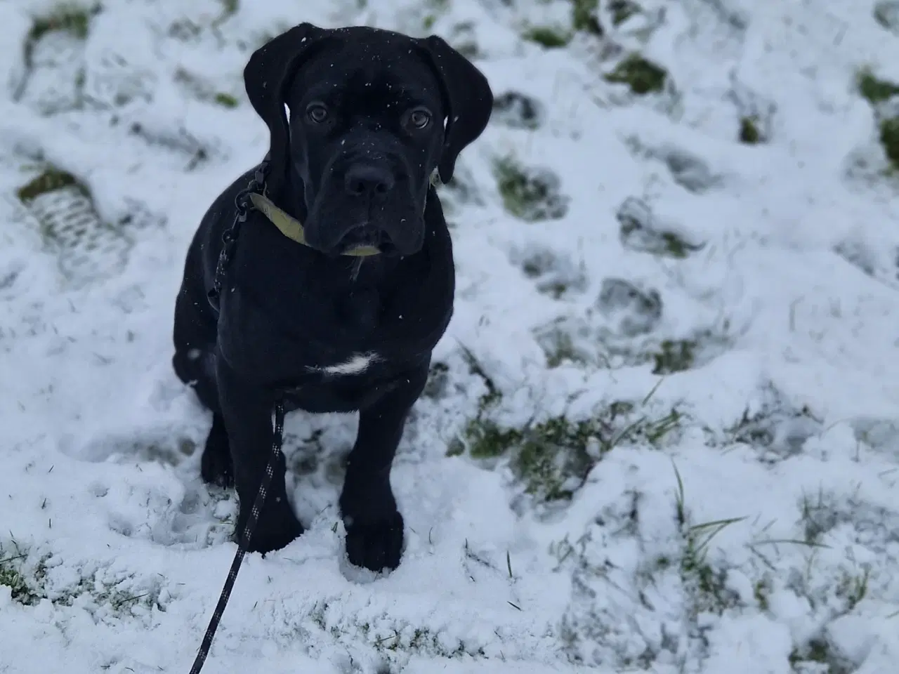 Billede 3 - Cane Corso