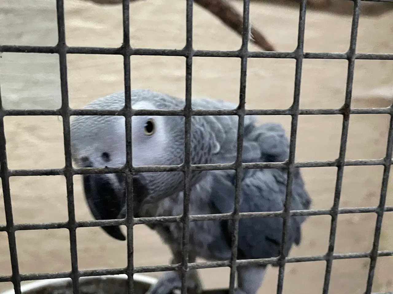 Billede 4 - Et par Grå Jaco ( volier fugle)