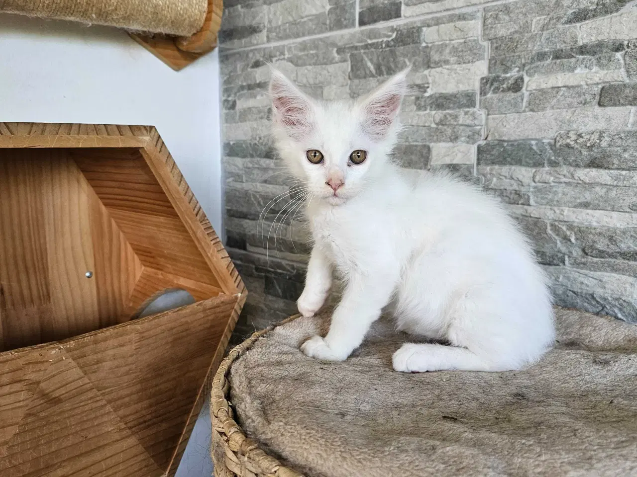 Billede 5 - Maine Coon killing m/stamtavle