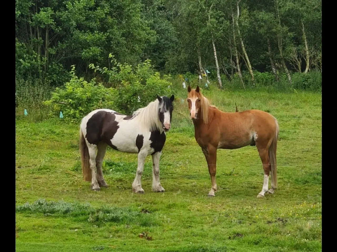 Billede 4 - Irish cob hoppe 