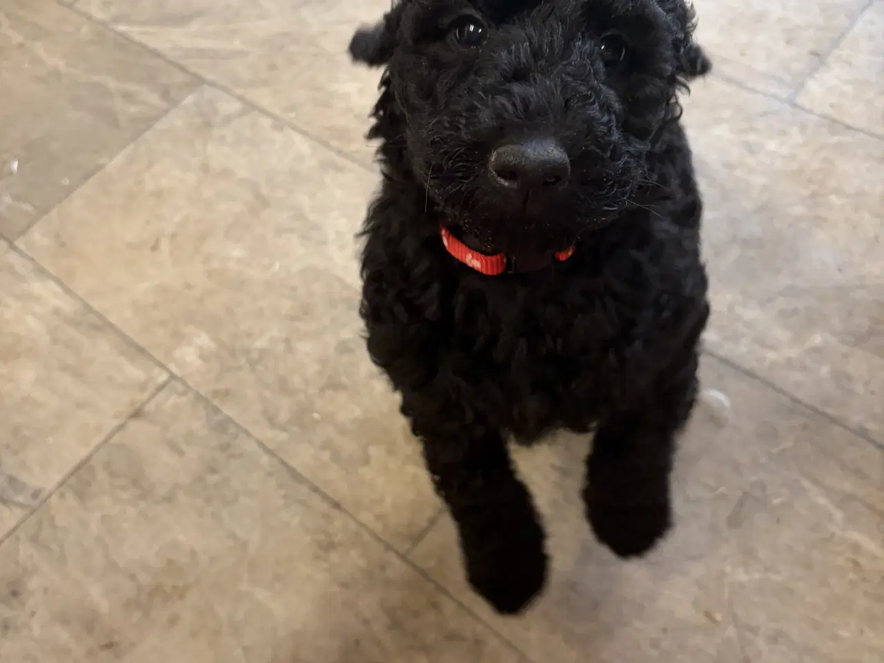 Billede 4 - Ægte mellem/stor puddel drenge må rejse nu !