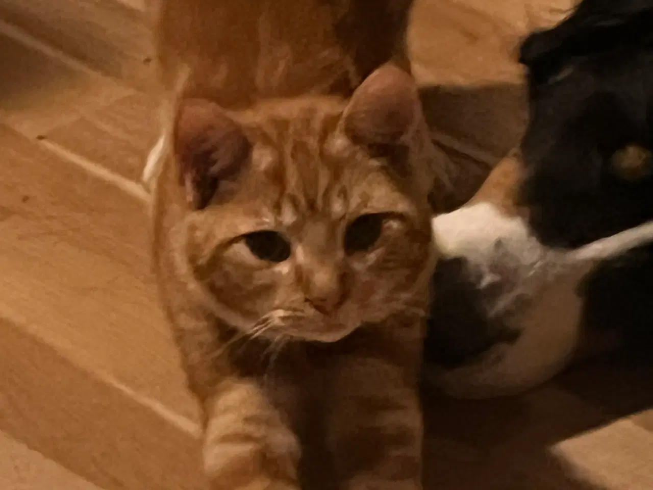 Billede 15 - 2 kuld , Indendørskillinger-afdrag muligt