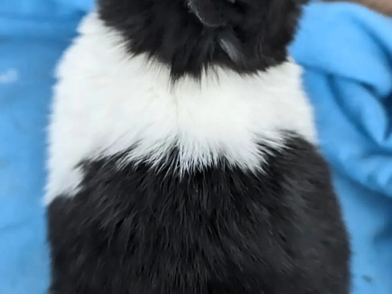 Billede 8 - Hermelin kaninunge sælges 