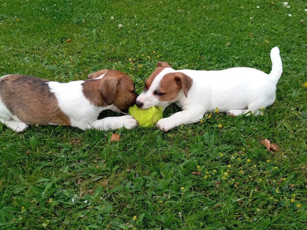 Billede 2 - Jack Russel Terrier