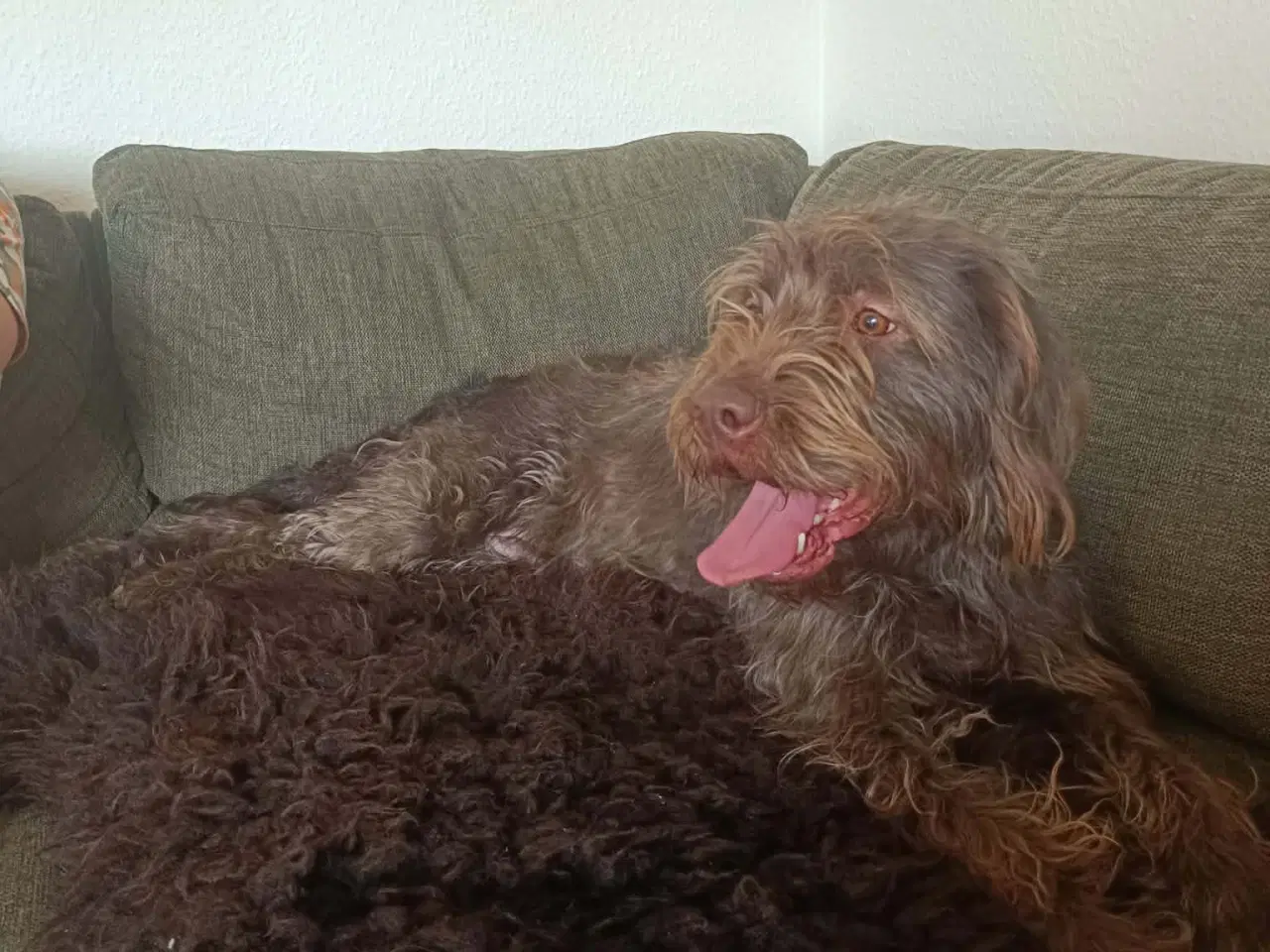 Billede 8 - Brun Labrador/Tysk ruhåret Hønsehund (Rulabber)