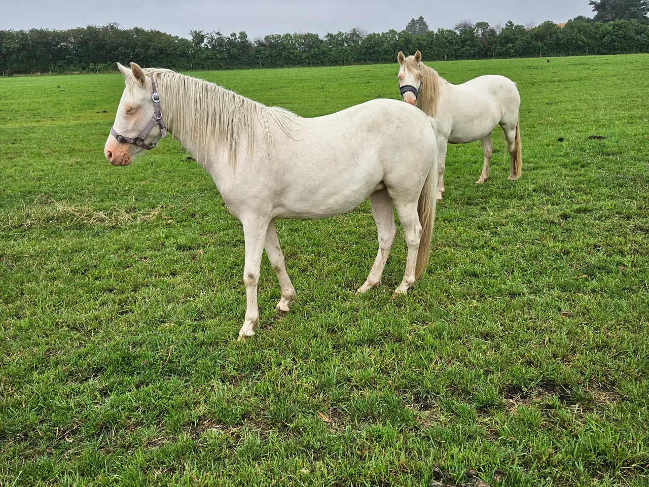 Billede 5 - Kat 2 pony 2,5år