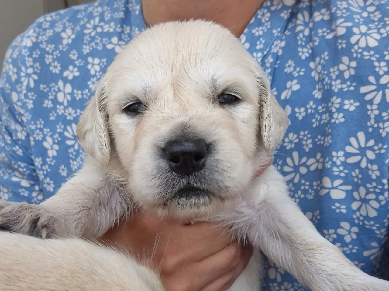 Billede 6 - Golden retriever hvalpe