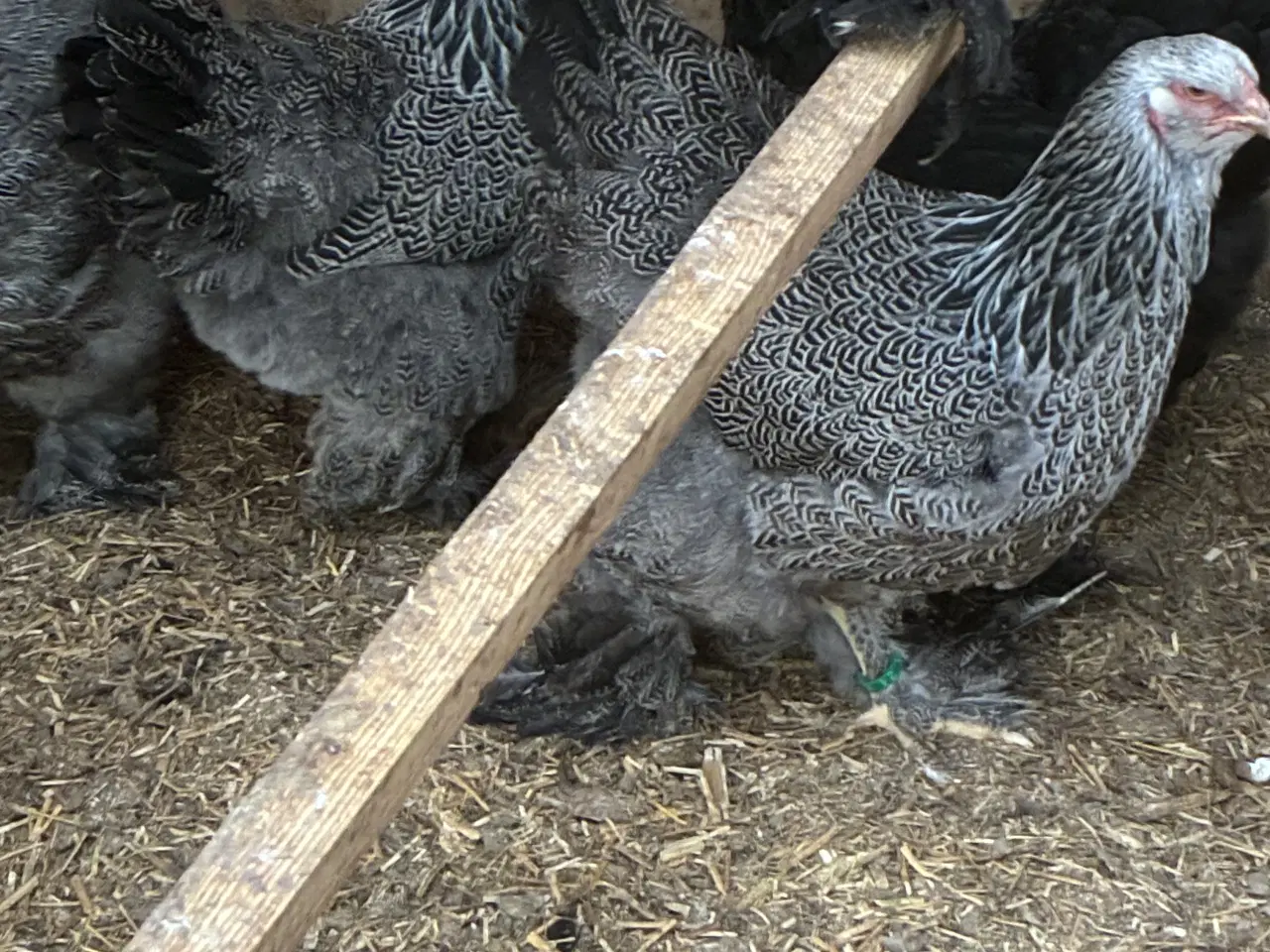 Billede 1 - Sølv sort båndet