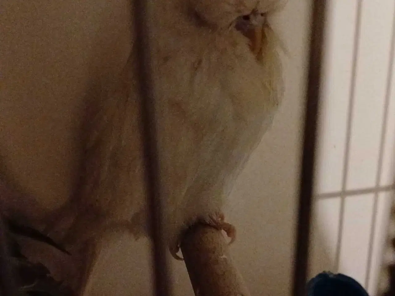 Billede 10 - Engelske undulater