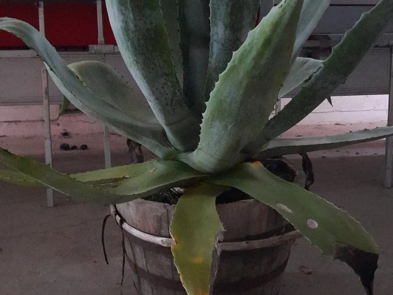 Billede 2 - Agave. 