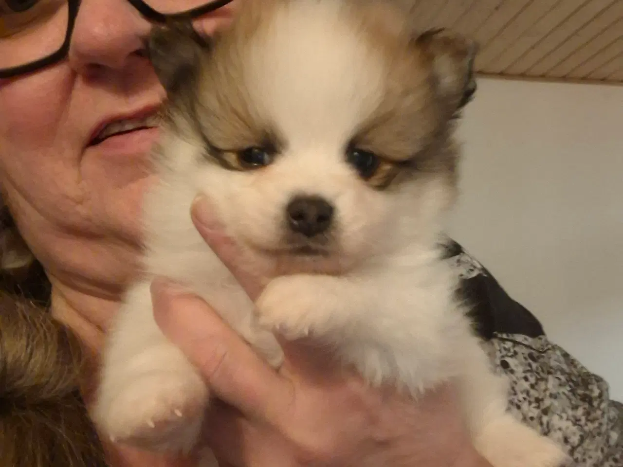 Billede 3 - 2 lækkerer pommeranian drenge klar til nyt fanilie