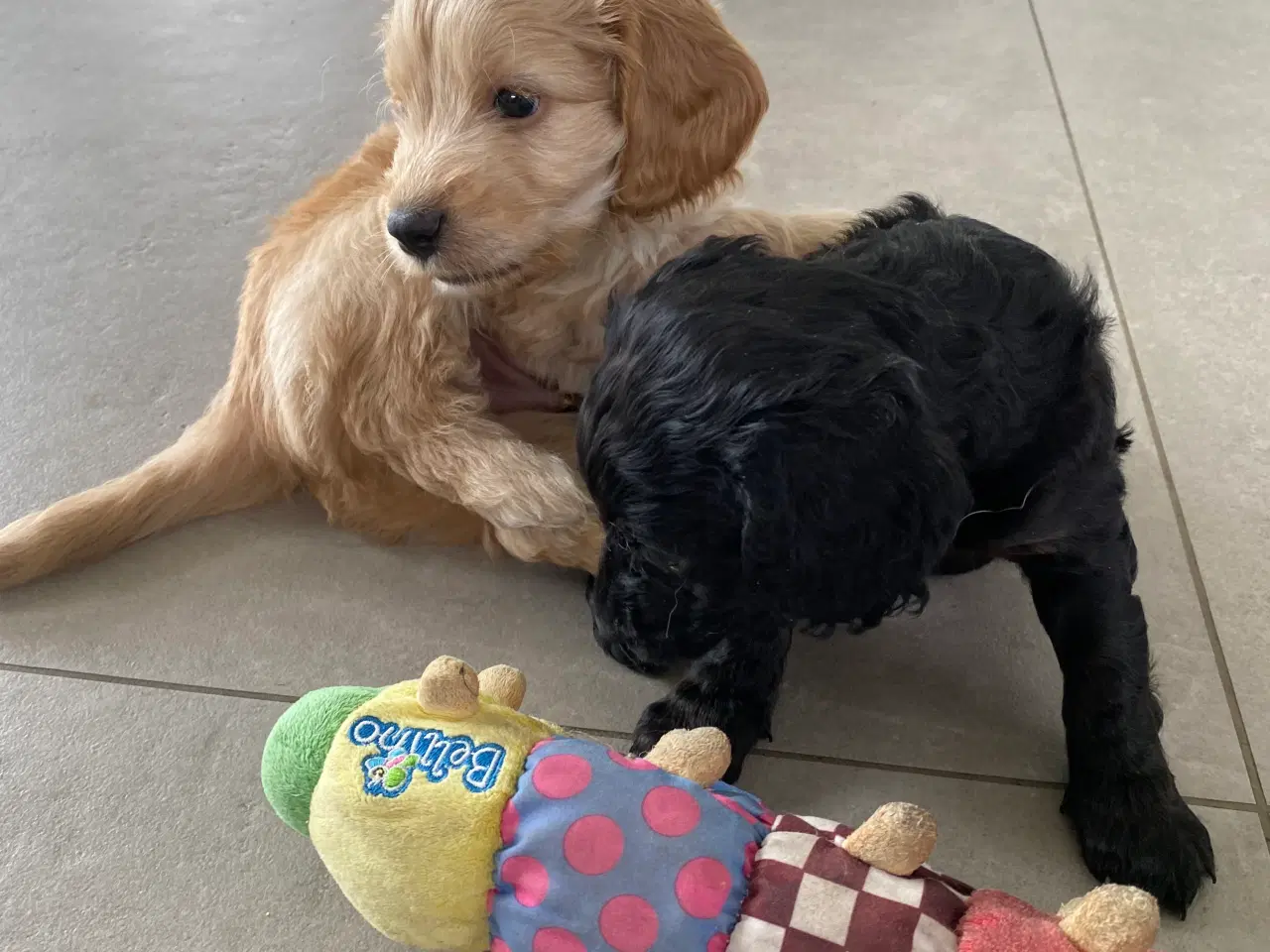 Billede 19 - Cockerpoo, cockerdoodle, cockapoo, doodle