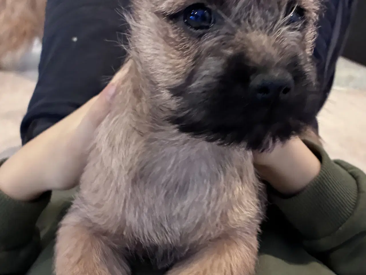 Billede 1 - KUN 2 TILBAGE -skønne Cairn tæver