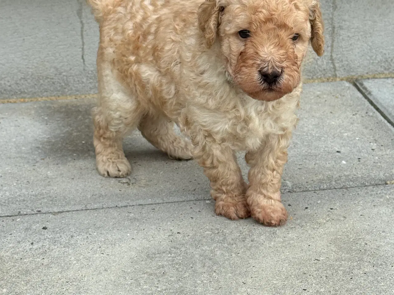 Billede 4 - Goldendoodle hvalpe sælges 