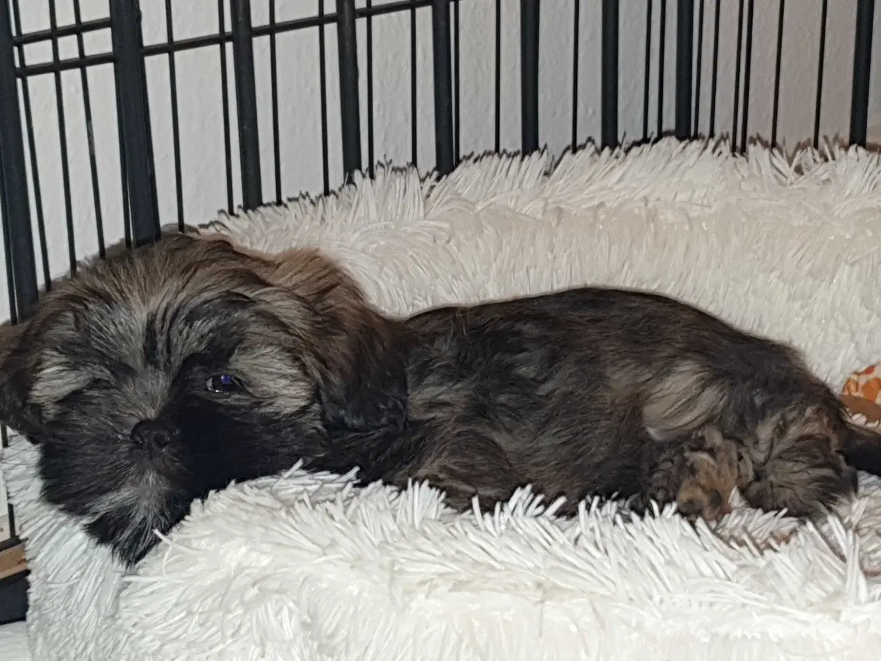 Billede 7 - Lhasa Apso - smukke Harley 🐾💕