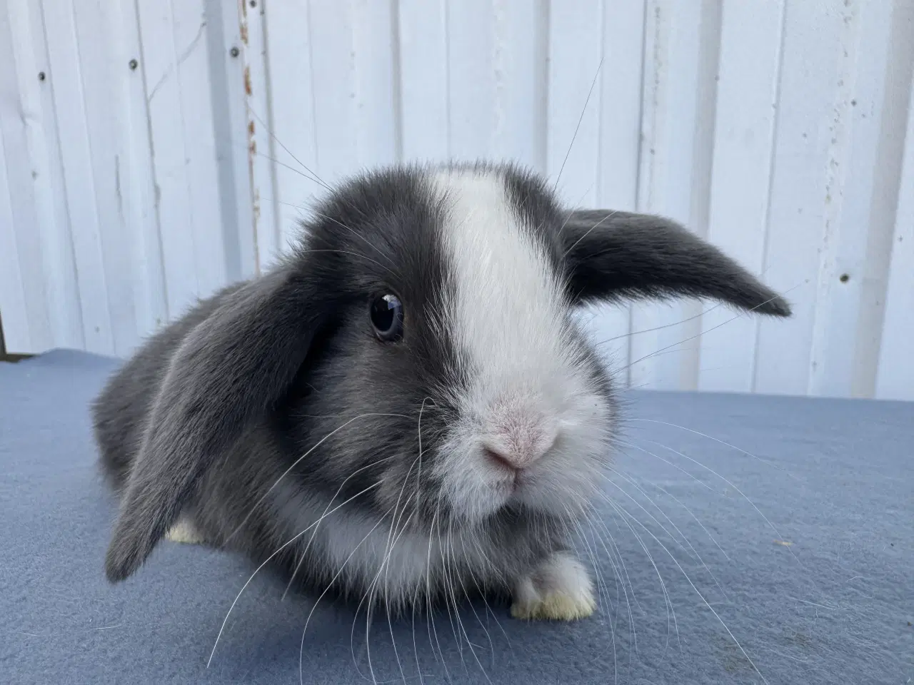 Billede 1 - Dværgvædder hunkanin