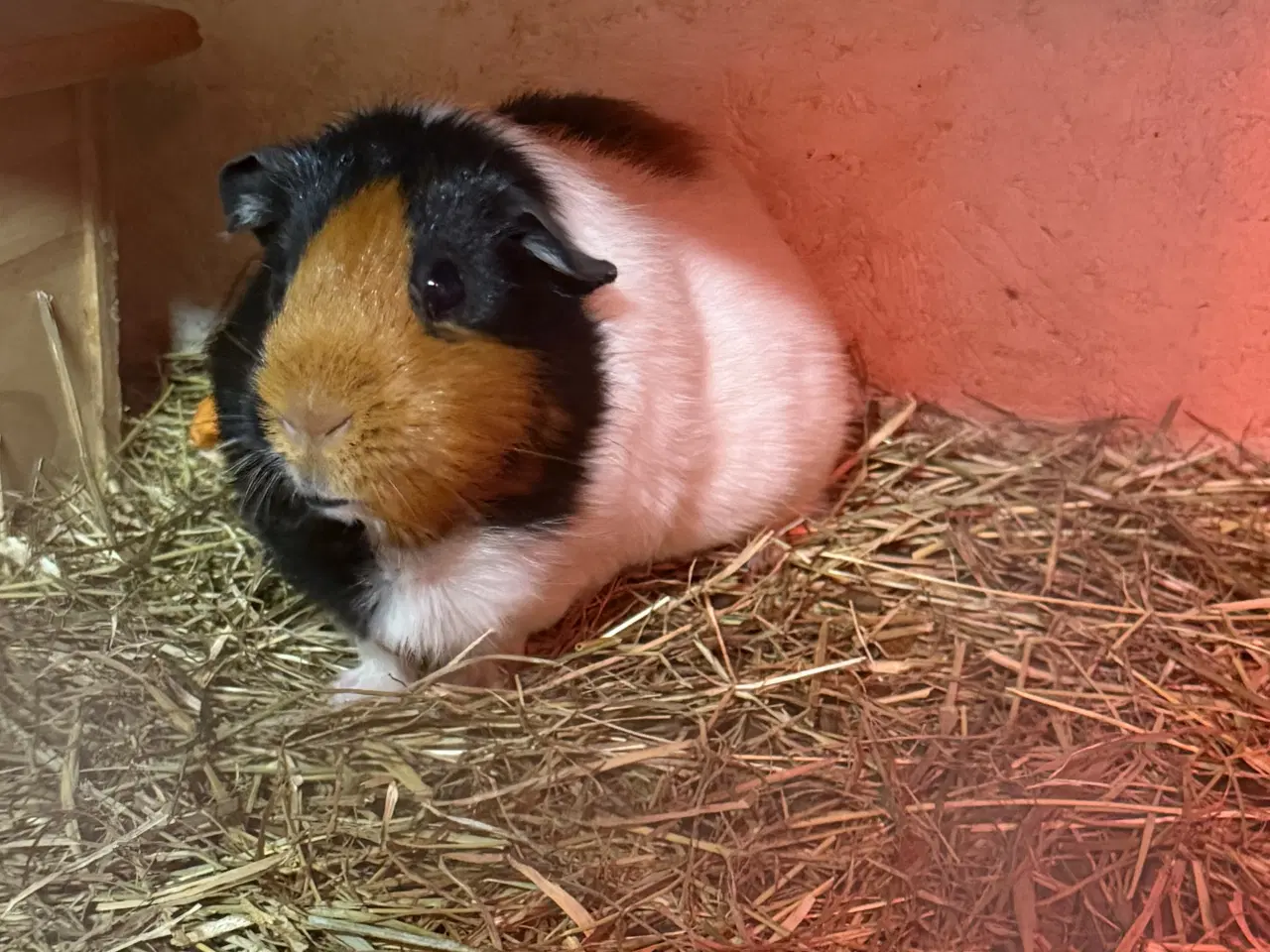 Billede 1 - Marsvin med unger