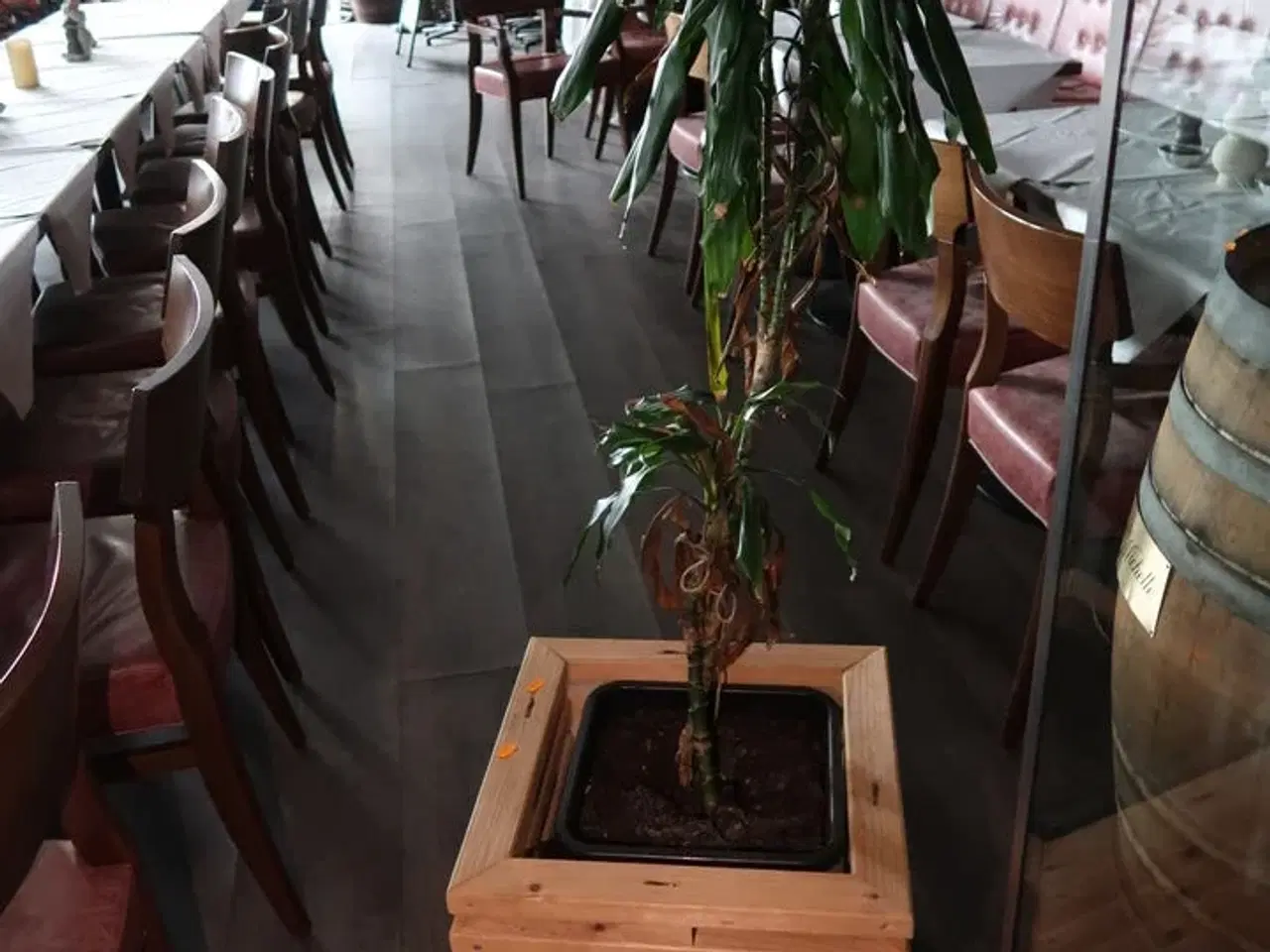 Billede 3 - Plante i krukke